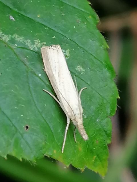 Agriphila straminella
