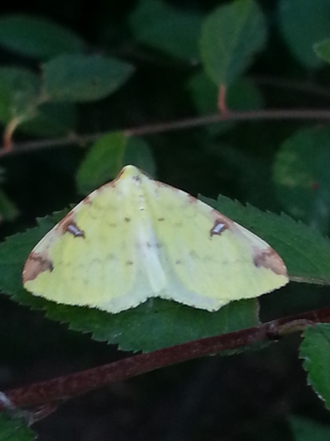 Brimstone Moth