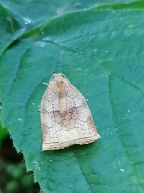 Choristoneura hebenstreitella