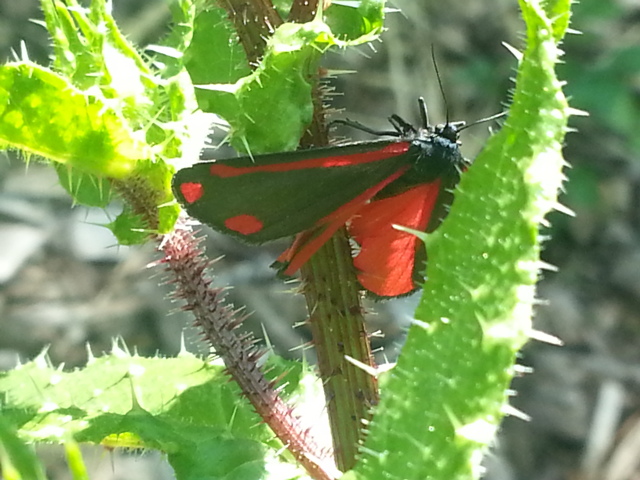 Cinnabar