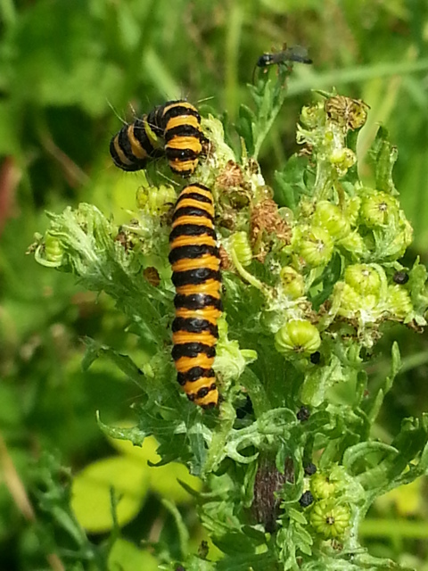 Cinnabar larvae