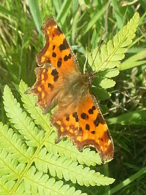 Comma
