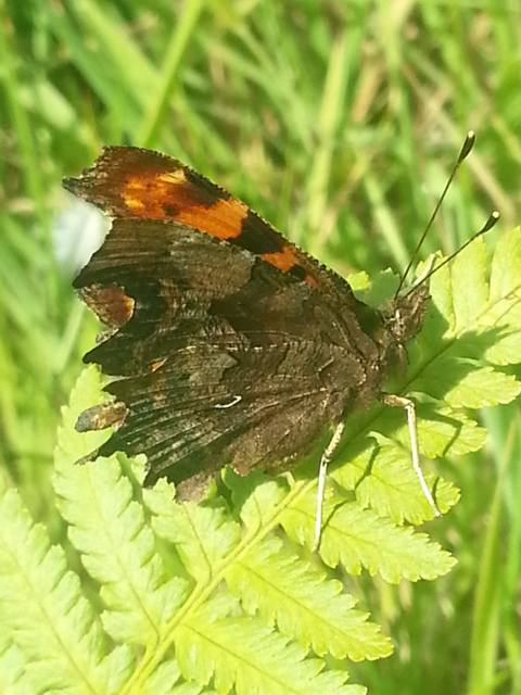 Comma underside