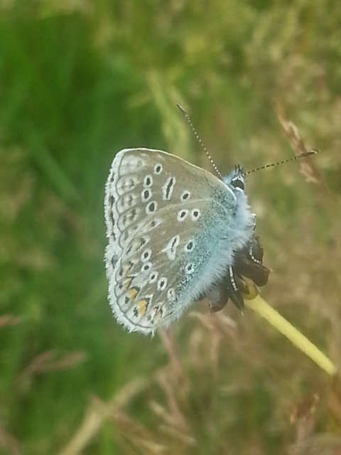 Common Blue