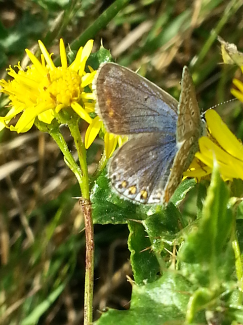 Common Blue (female)