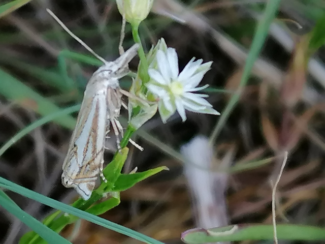Crambus lathoniellus