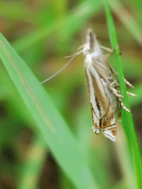 Crambus lathoniellus