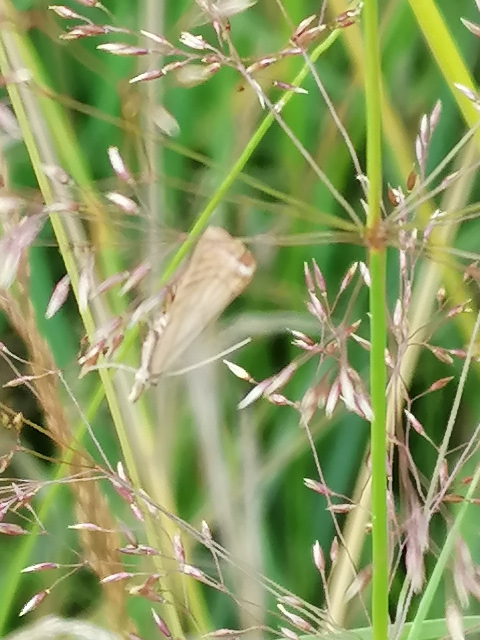 Crambus lathoniellus