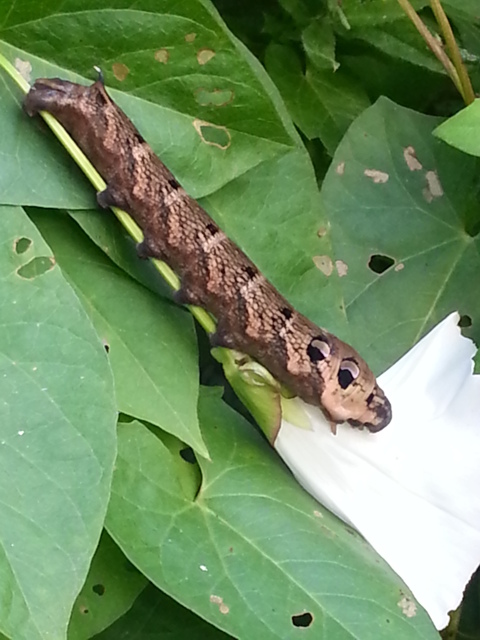 Elephant Hawk Moth larva