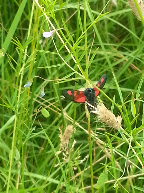 Five Spot Burnet