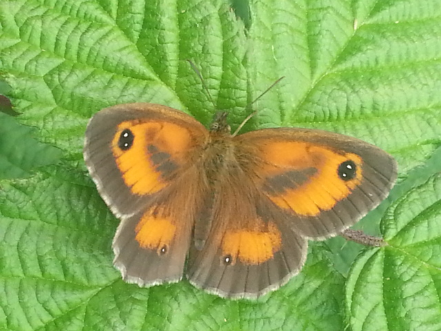 Gatekeeper (male)