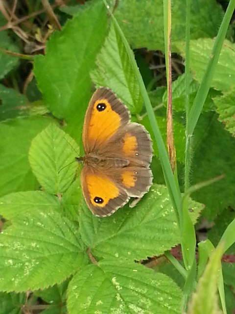 Gatekeeper (female)