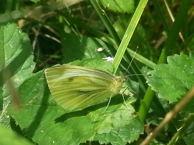 Green-veined White