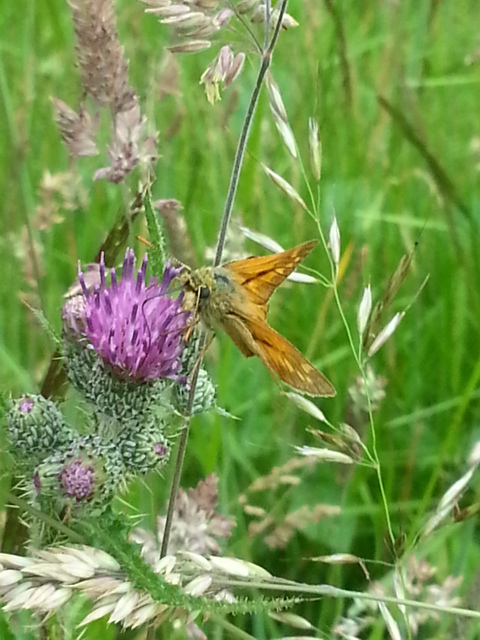 Large Skipper