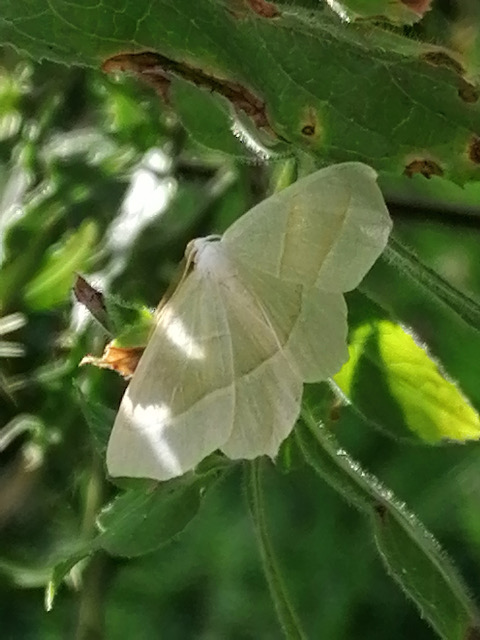 Light Emerald Burnet