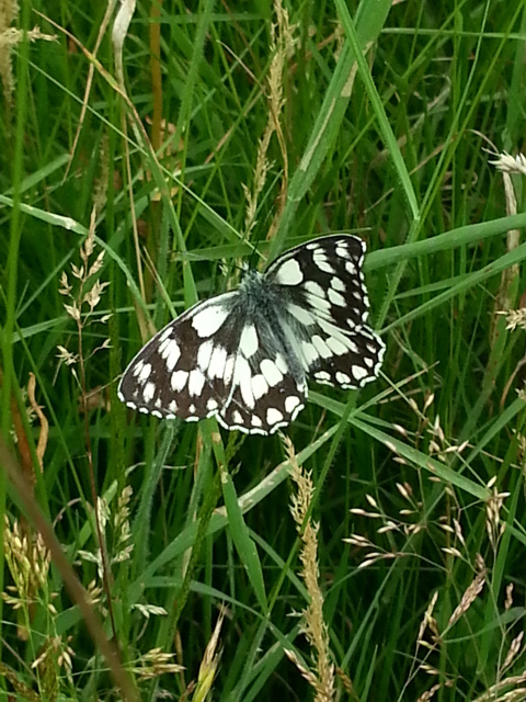 Marbled White