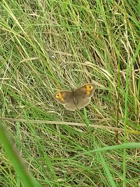 Meadow Brown (female)