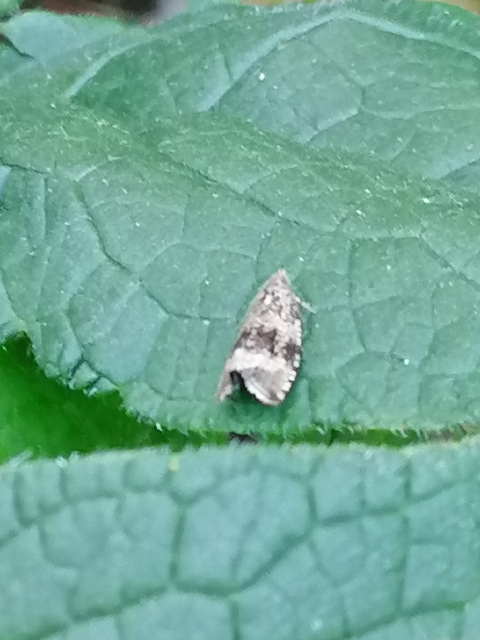 Orthotaenia undulana