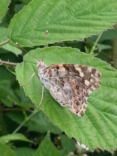 Painted Lady