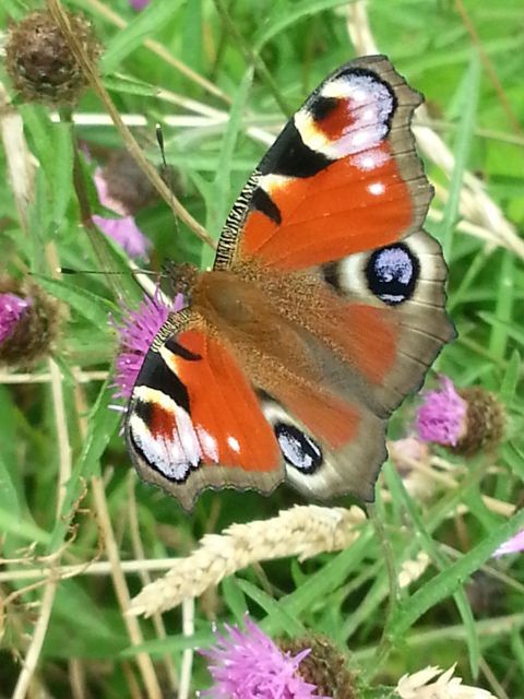 Peacock