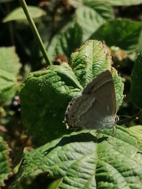 Purple Hairstreak