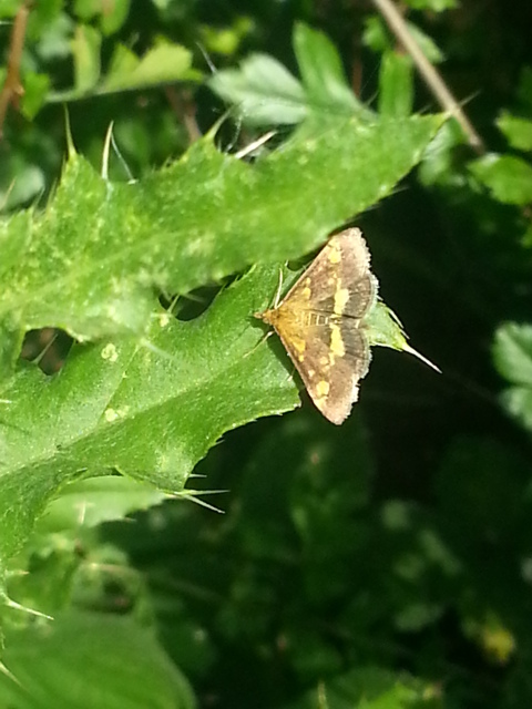 Pyrausta aurata
