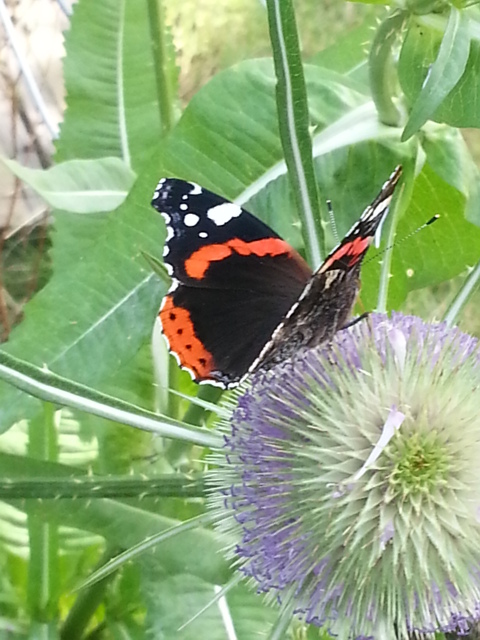 Red Admiral