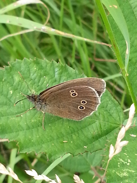 Ringlet