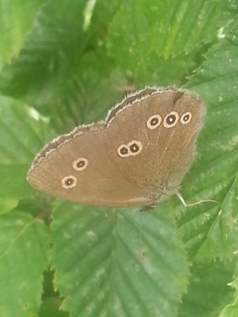 Ringlet