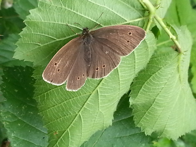 Ringlet