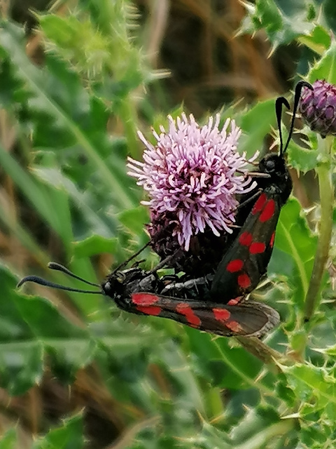 Six-Spot Burnet