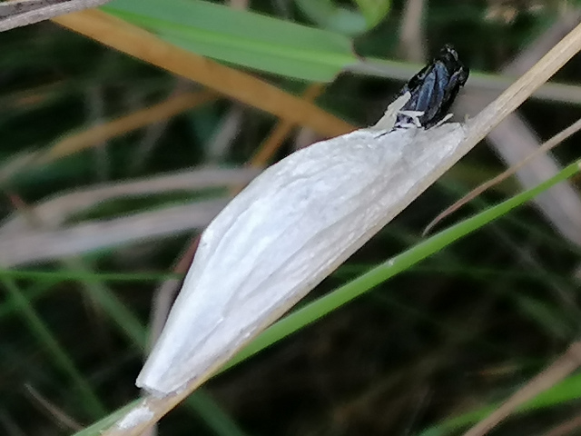 Six-Spot Burnet cocoon
