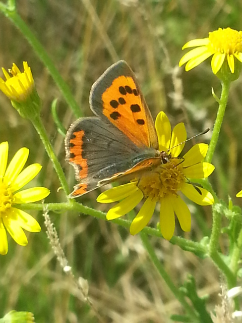 Small Copper