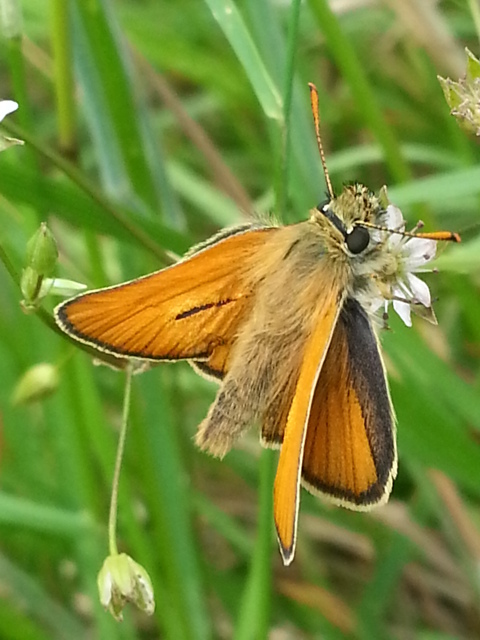 Small Skipper (male)