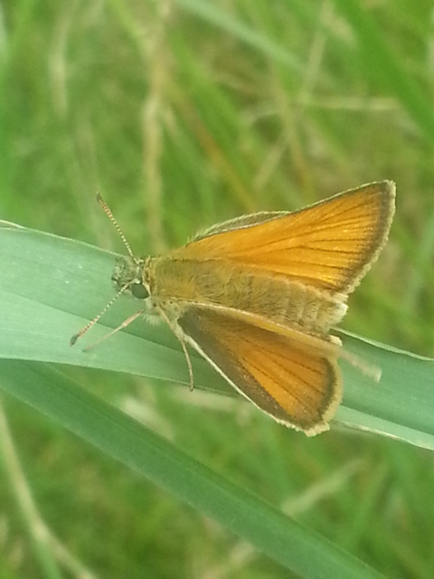 Small Skipper (female)