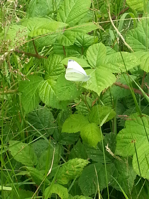 Small White