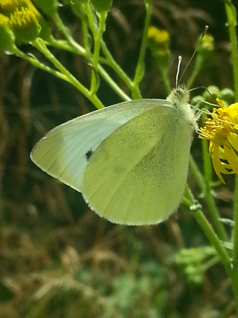 Small White underside