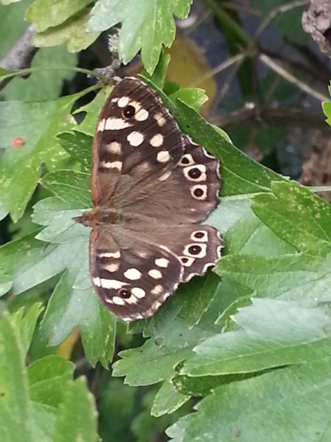 Speckled Wood