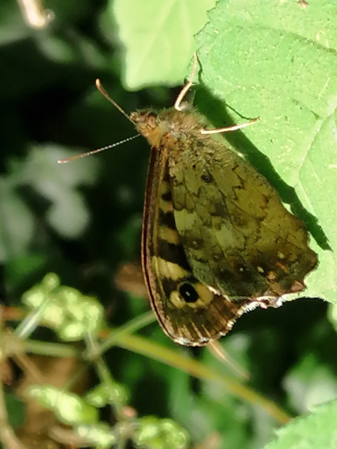 Speckled Wood underside