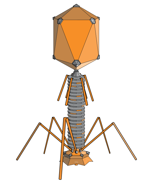 bacteriophage