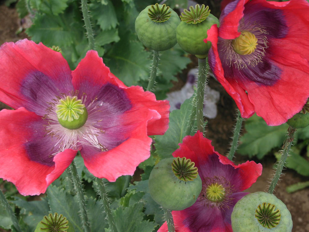 Papaver somniferum